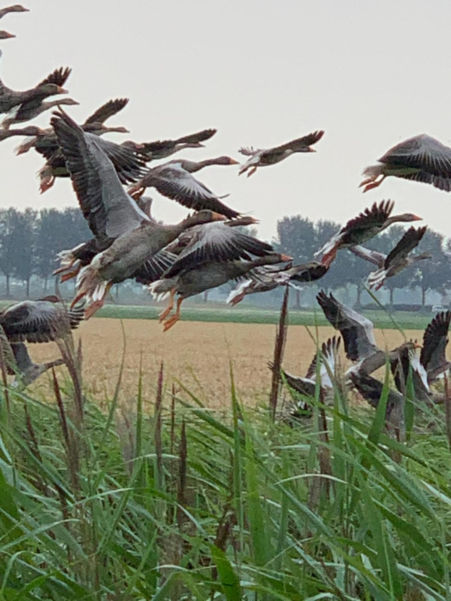 Vakantiewoning Le Garaazje 'S-Gravendeel Exteriör bild